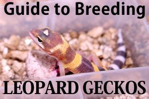 guide-to-breeding-leopard-geckos - Gecko Time - Gecko Time