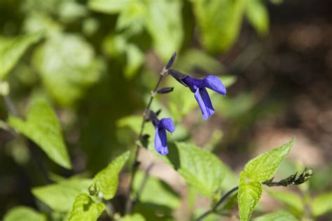 Blue Salvia Flowers | ClipPix ETC: Educational Photos for Students and Teachers