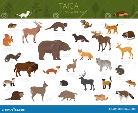 Taiga Biome, Boreal Snow Forest. Terrestrial Ecosystem World Map Stock Vector - Illustration of ...