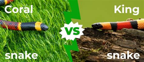 Coral Snake vs Kingsnake: 5 Key Differences Explained - IMP WORLD