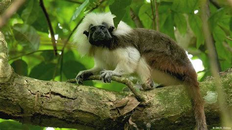 Protecting the cotton-top tamarin and its Colombian habitat - Dailynewsegypt