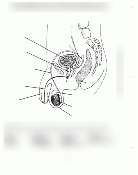 Male Anatomy Diagram | Quizlet