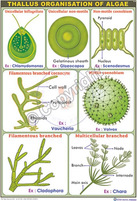 Victory Graphik | B-66 Thallus Organisation of Algae