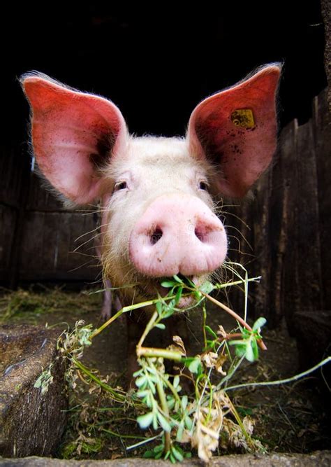 Pig Feeding Stock Photos - Image: 32459923