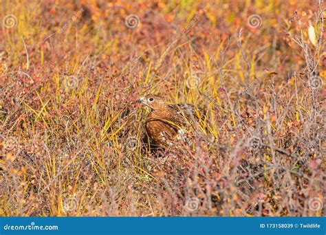 Willow Ptarmigan in Fall Plumage in Alaska Stock Image - Image of ...