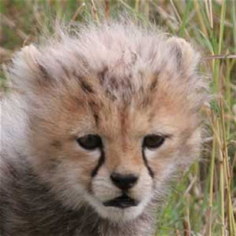 Cheetah Cub - Animal Facts and Information