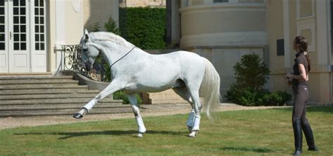 Liberty training - What exercises are good for my horse?