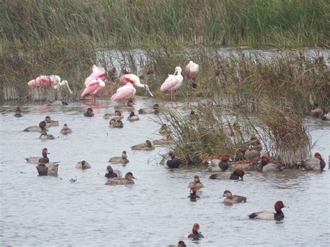 The Schramm Journey: Birding on South Padre Island