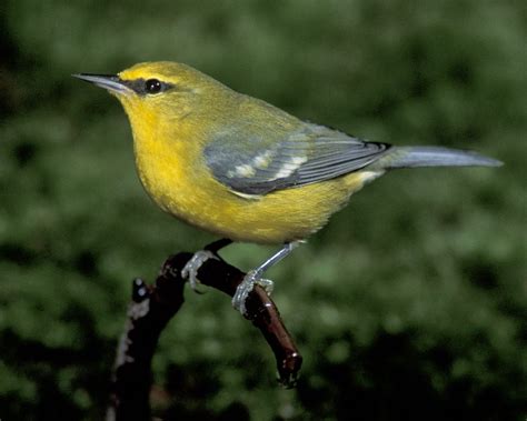 Blue-winged Warbler | National Audubon Society Birds | Bird life list, Beautiful birds, Birds