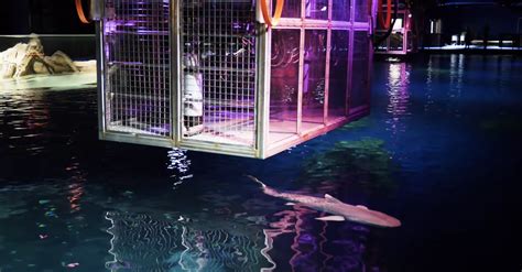 Georgia Aquarium to Let Visitors Swim with the Sharks | Rare