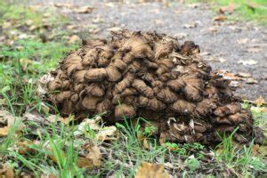 The Maitake Mushroom: Identification, Foraging, Lookalikes - Mushroom Appreciation