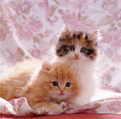 Cute Kittens Wallpaper