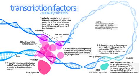 How do Transcription Factors Bind to DNA | Definition and Type of Transcription Factors, Binding ...