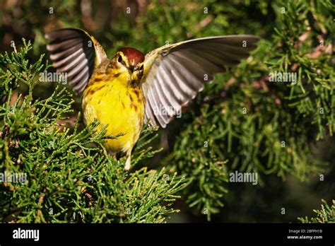 A bright eastern race palm warbler during spring migration Stock Photo - Alamy