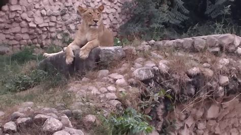 Lucknow #zoo ( The #Lion ) - YouTube