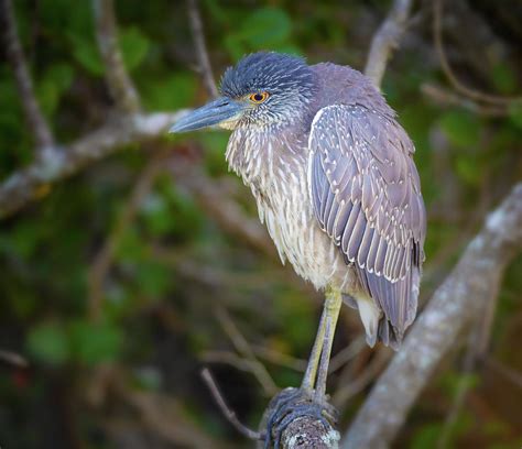 Juvenile Black Crowned Night Heron Photograph by Mark Andrew Thomas