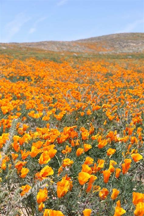 California Poppy Field | Natural landmarks, California poppy, Poppy field