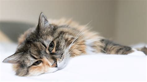 Cat Seizures: Signs, Causes, Treatment & Prevention