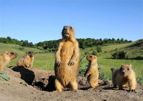 Groundhog Behavior - AnimalBehaviorCorner