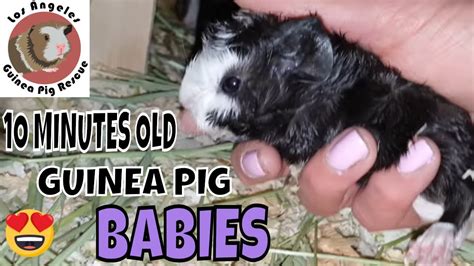 Newborn Guinea Pig Babies 10 Minutes Old! - YouTube