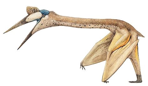 Quetzalcoatlus | Quetzalcoatlus Was The Largest Flying Animal Of All Time