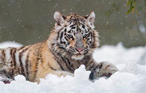 White Tiger in Snow Wallpapers - Top Free White Tiger in Snow Backgrounds - WallpaperAccess