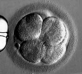 IVF Embryo Stages | IVF Embryo Development and Growth