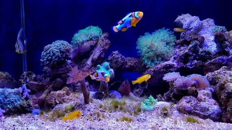 Your Ultimate Guide To Saltwater Aquarium Filter Types - Our Aquariums