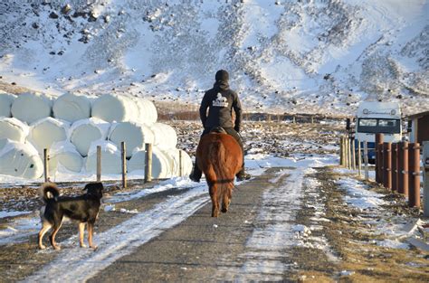 Meet the Icelandic Horse | 1-Hour Riding Tour