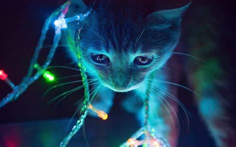 cat neon lights macro animals christmas lights wallpaper - Coolwallpapers.me!