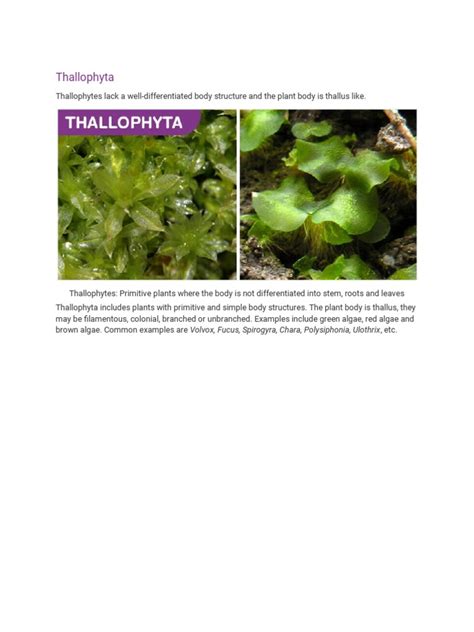 Thallophyta | PDF