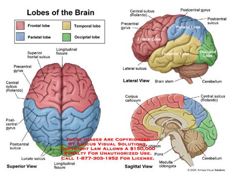 Lobes of the Brain