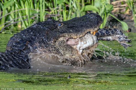 Amazing images show a huge alligator EATING a smaller one - WSBuzz.com