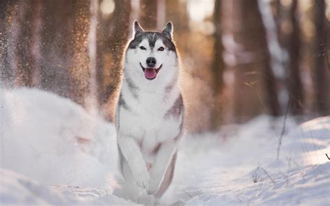 Fonds d'écran Chien Husky à pied dans la neige, hiver, rétro-éclairage 1920x1200 HD image