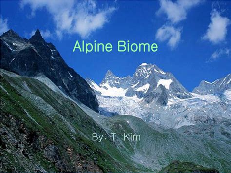 PPT - Alpine Biome PowerPoint Presentation, free download - ID:1208910