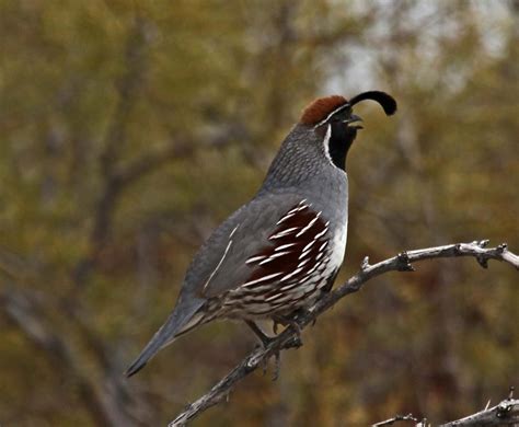 The Disappearance of the Himalayan Quail: A Story of Habitat ...