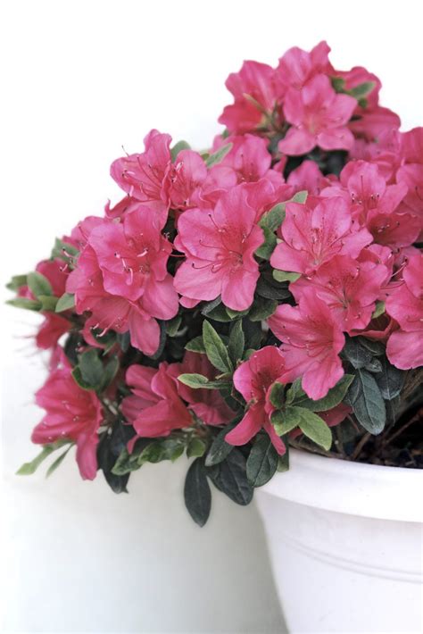 How To Care For Azalea In Planters - Guide To Growing Azaleas In ...