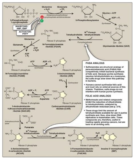 Purine Synthesis - vrogue.co