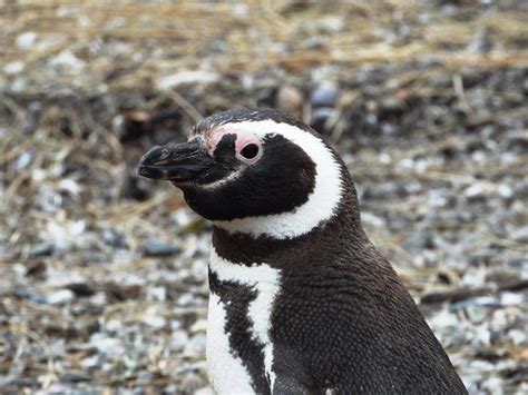 9334exinP Magellanic Penguin-- closer look | a closer peek a… | Flickr