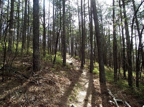 Black Fork Mountain Trail (Ouachita Forest) - 11 mi (o&b) | Arklahoma Hiker