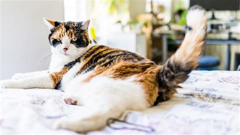Stud Tail In Cats: Symptoms, Causes, & Treatments - CatTime