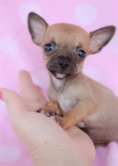 Teacup Chihuahuas and Chihuahua Puppies For Sale by TeaCups, Puppies ...