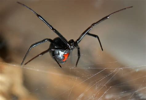 Unexpectedly Shocking Facts About Black Widow Spiders