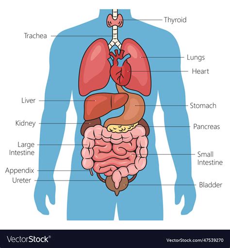 Human Organ System Diagram