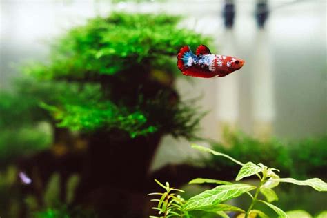 Best Live Plants For Betta Fish-Update Your Fish Tank – Fish Caring Basics