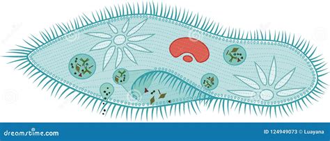 Structure of Paramecium Caudatum on White Background Stock Vector ...