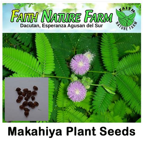 Makahiya Plant Seeds / Mimosa pudica ( approx 30 seeds ) | Shopee Philippines