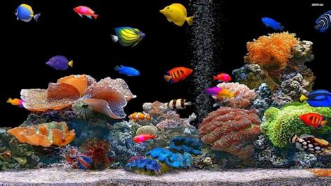 Community cover photo | Fish wallpaper, Colorful fish, Beautiful ...