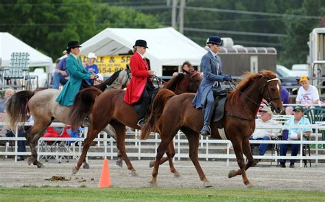 Missouri fox trotter spring show | Missouri foxtrotter, Horses, Missouri