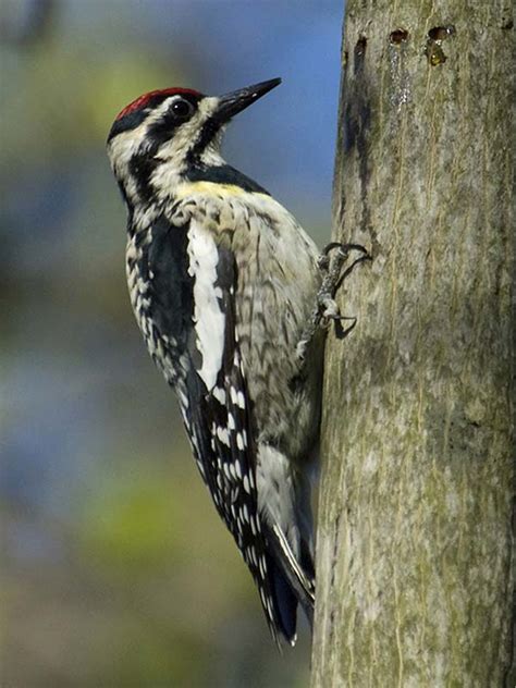 Sapsucker, Yellow-bellied | Chicago Botanic Garden